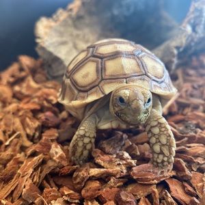 Meet your Posher, Gustavo j.